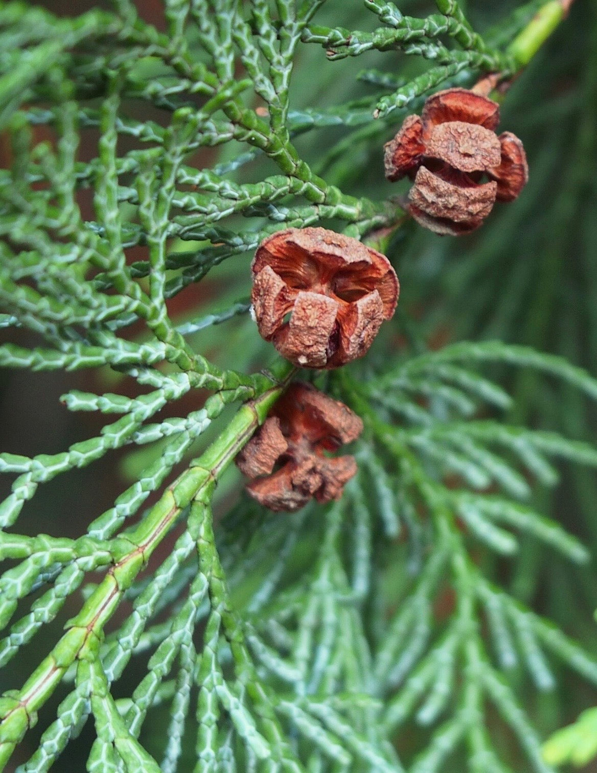 Waroma PURE LUXURY HEALING HAND CREAM