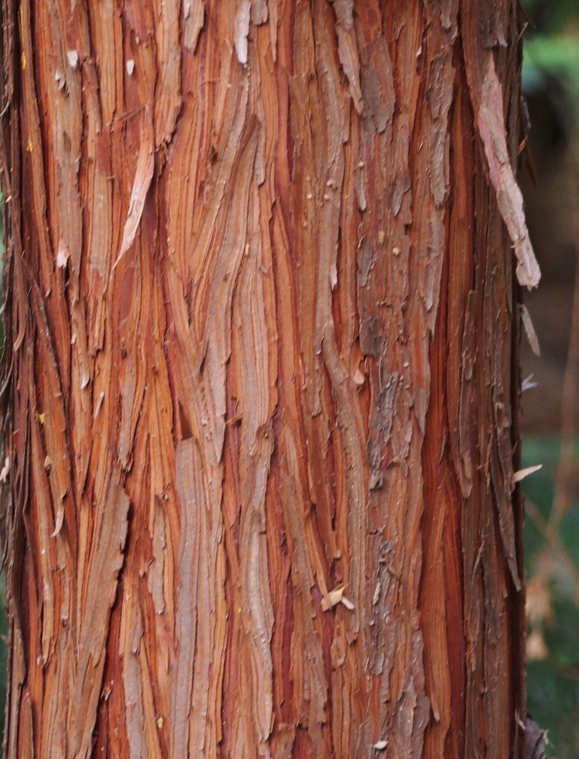 Waroma PURE LUXURY HEALING HAND CREAM