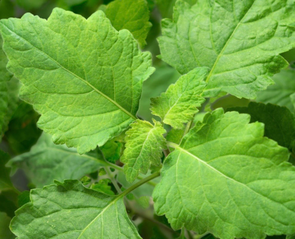 Waroma PURE LUXURY HEALING HAND CREAM