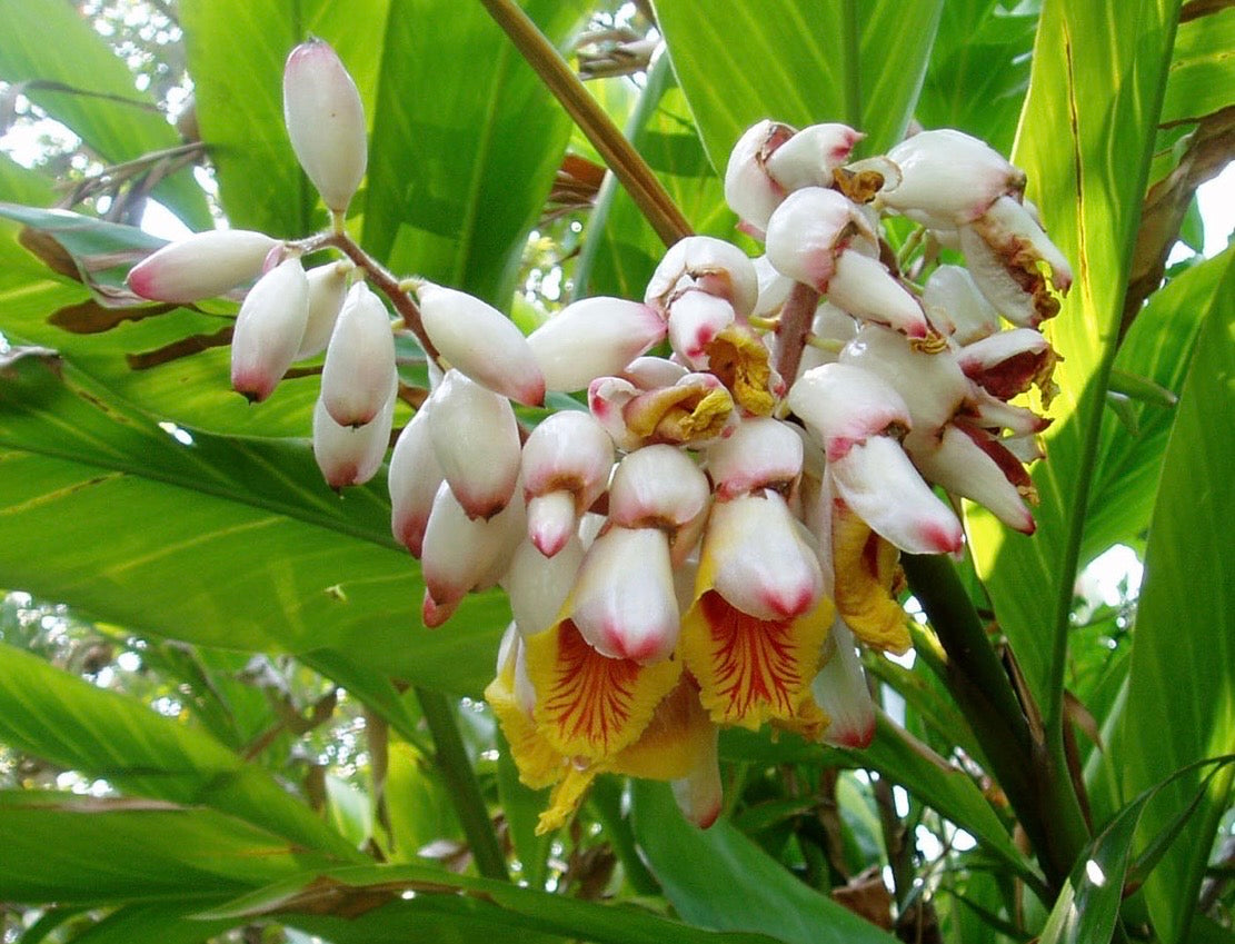 Waroma PURE LUXURY HEALING HAND CREAM