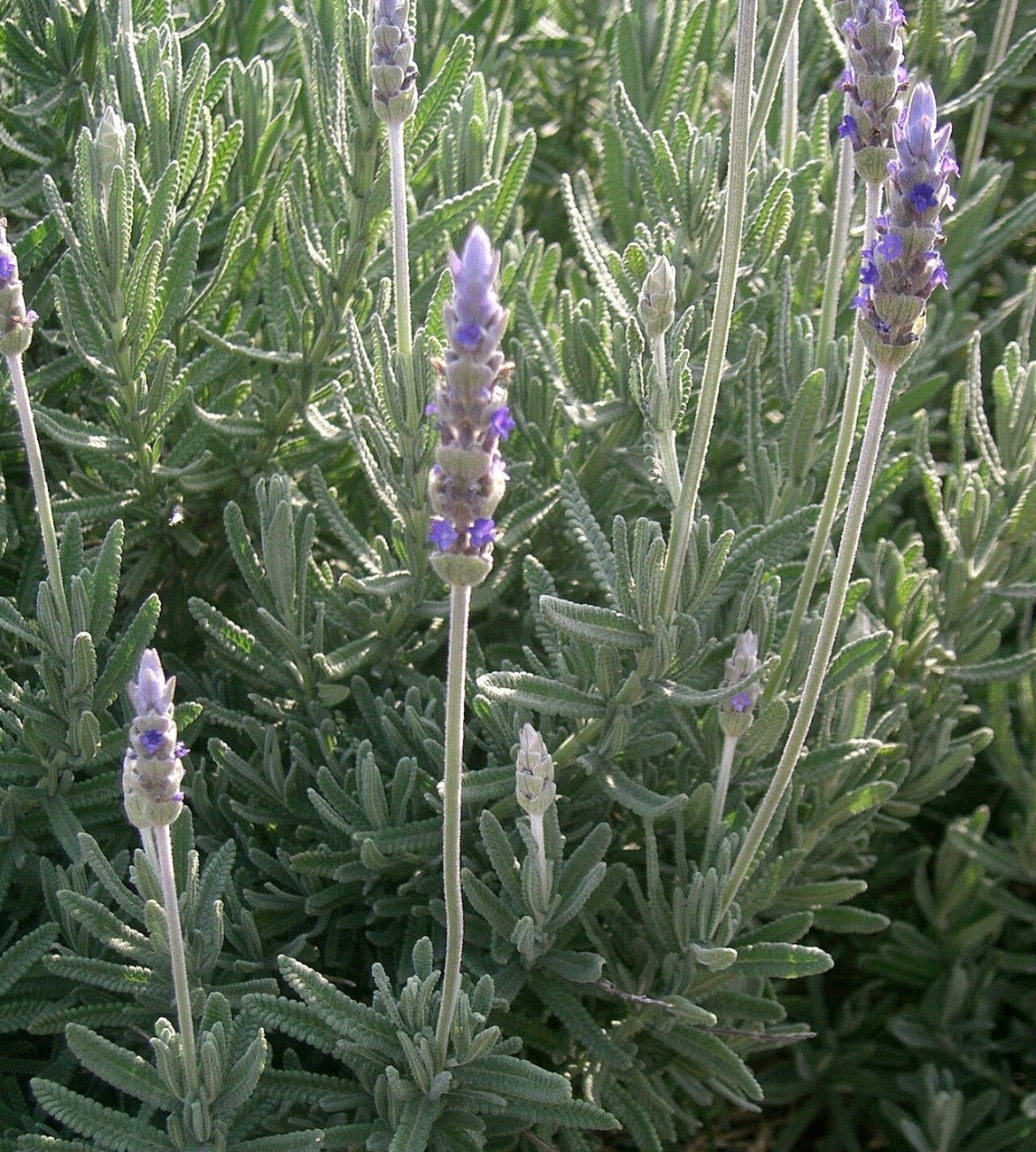 Waroma PURE LUXURY HEALING HAND CREAM